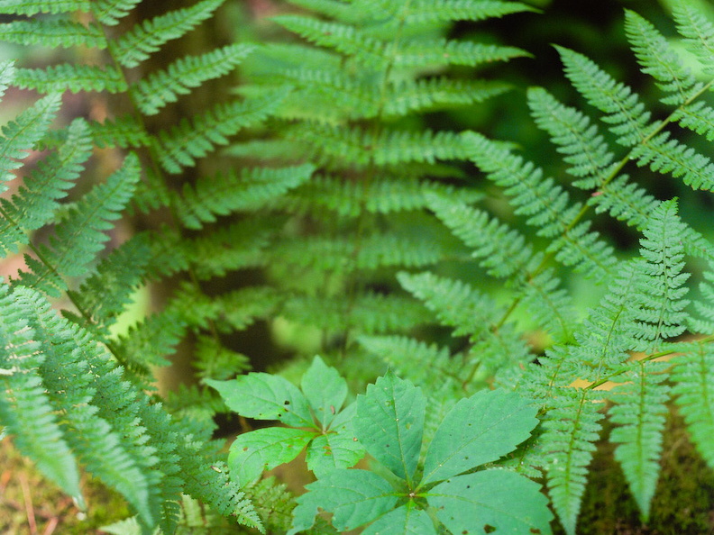 Red River Gorge, June 18, 2010